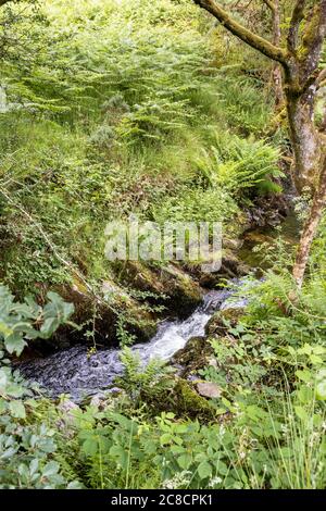 Un petit ruisseau sur le parc national d'Exmoor à côté du pont Robbers près d'Oare, Somerset, Royaume-Uni Banque D'Images