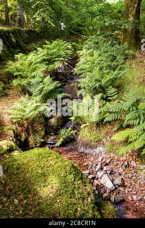 Un petit ruisseau sur le parc national d'Exmoor qui coule à travers des fougères pour rejoindre Weir Water au pont Robbers près d'Oare, Somerset Royaume-Uni Banque D'Images