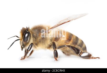 abeille isolée sur fond blanc, macro Banque D'Images