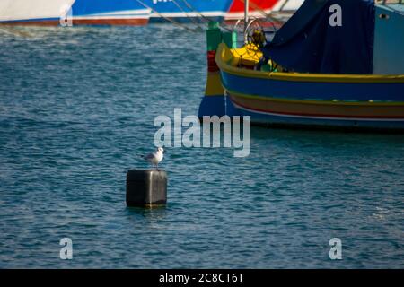 MARSAXLOKK, MALTE - 10 janvier 2017 : mouette reposant sur une boîte en plastique utilisée comme bouée pour un bateau dans le village de pêcheurs de Marsaxlokk, rempli de poissons colorés Banque D'Images