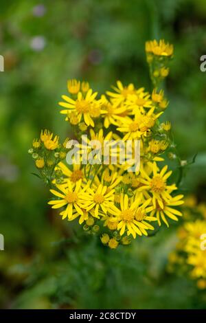 Fleurs de ragwort jaunes. Banque D'Images