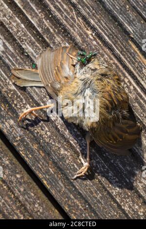 Jeunes jeunes bernaches, erithacus rubecula, trouvés morts sur terrasse dans le jardin avec des mouches vertes à Bournemouth, Dorset UK en juillet Banque D'Images