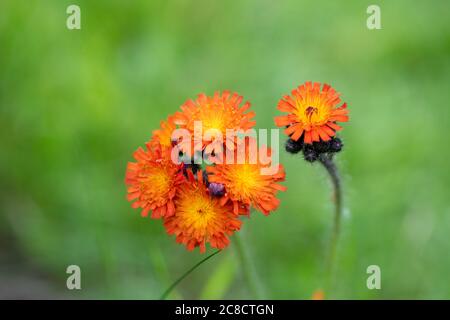 Fleurs d'oranger [asteraceae] Banque D'Images