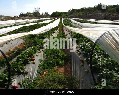 MELLIEHA, MALTE - 03 avril 2014: Des rangées de fruits comme les fraises sont cultivées sur des terres irriguées à Malte, couvertes de plastique pour la protection. Frotter Banque D'Images