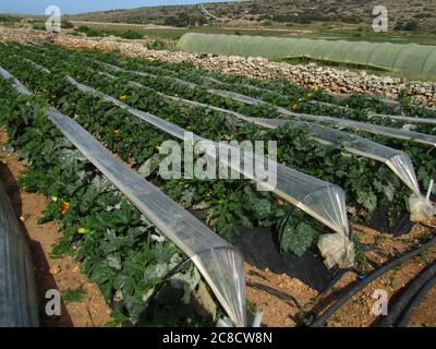 MELLIEHA, MALTE - 03 avril 2014: Des rangées de fruits comme les fraises sont cultivées sur des terres irriguées à Malte, couvertes de plastique pour la protection. Frotter Banque D'Images