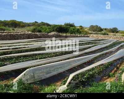 MELLIEHA, MALTE - 03 avril 2014: Des rangées de fruits comme les fraises sont cultivées sur des terres irriguées à Malte, couvertes de plastique pour la protection. Frotter Banque D'Images