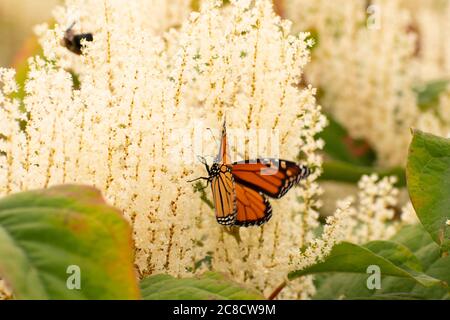 Un papillon monarque perche sur une plante Banque D'Images