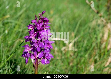 Orchidée pourpre Orchis masculin dans Bloom Derbyshire Banque D'Images