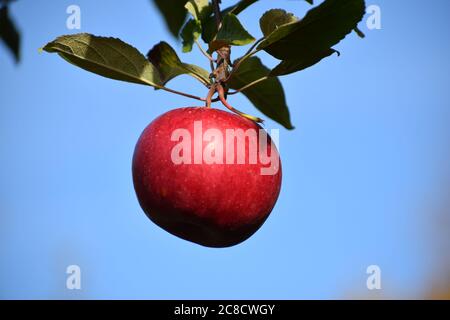 Une seule pomme accrochée à un arbre Banque D'Images