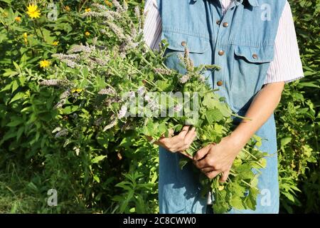 Femme tenant dans les mains un grand bouquet d'épices fraîches de menthe en fleur Banque D'Images
