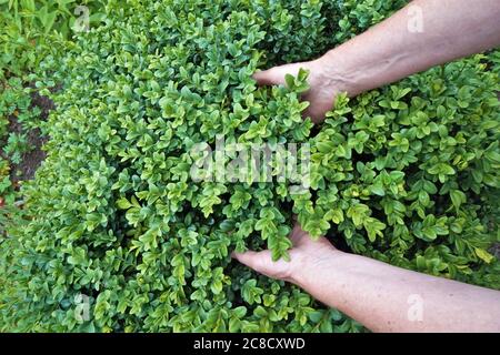 Une femme âgée tient doucement en main une feuille fraîche humide d'été de yew. Banque D'Images