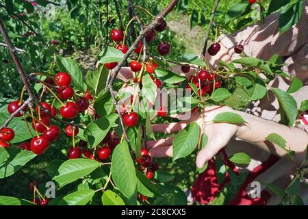 Une femme agriculteur récolte de cerises mûres de l'arbre avec les mains. La mise au point douce permet de donner de la profondeur à l'image. Banque D'Images