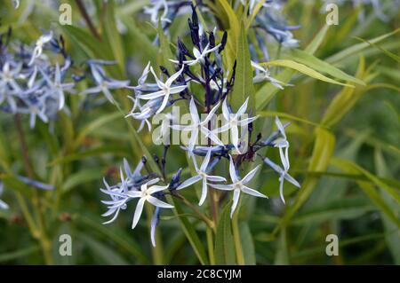 Amsonia Tabernaemontana (étoile bleue) fleurs cultivées aux frontières de RHS Garden Harlow Carr, Harrogate, Yorkshire, Angleterre, Royaume-Uni. Banque D'Images