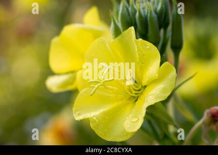 Oenothera biennis commun soir primrose fleurs jaunes dans le pré macro sélectif foyer Banque D'Images