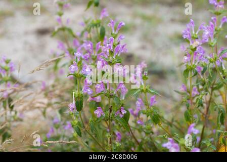 Acinos arvensis, thym basilic, fleurs salées printanières dans le foyer macro sélectif de prairie Banque D'Images