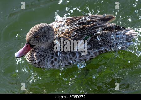 Cape Teal (Aas capensis) nettoyage de son plumage Banque D'Images