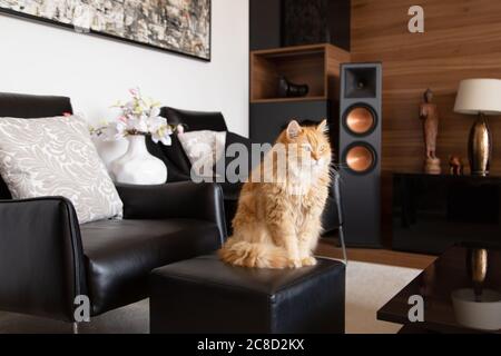 Chat domestique au gingembre en fourrure assis et se détendre sur la chaise en tabure dans le salon moderne et élégant Banque D'Images