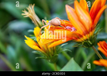 araignée sur la grande belle gazania avec chute Banque D'Images