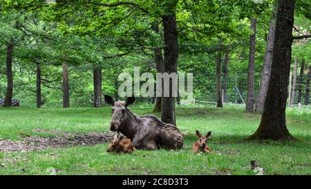 Une femelle élan ou élan avec ces bébés dans la forêt Banque D'Images