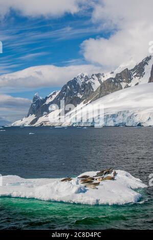 Les phoques crabiers (Lobodon carcinophaga) reposent sur une banquise du chenal Lemaire dans la région de la péninsule Antarctique. Banque D'Images