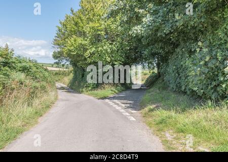 Forking Country Road à Cornwall, au Royaume-Uni, et hedgerows. Métaphore route à prendre, choix, gauche ou droite, ce qui nous attend, divergent, autre voie. Banque D'Images