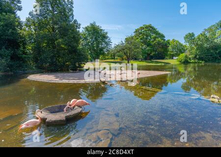 Flamingosee ou Lac Flamingo à Höhenpark Killesberg ou Parc Killesberg, capitale Stuttgart, Bade-Wurtemberg, Allemagne du Sud, Europe centrale Banque D'Images