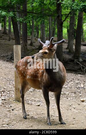 Cerf Sika avec un beau pelage à pois dans le bois. Banque D'Images