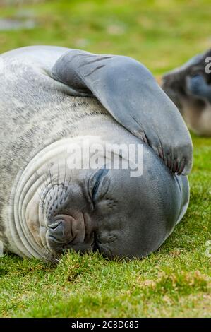 Un phoque du Sud (M. leonina) se gratte avec son flipper sur la plage près de la station de chasse à la baleine norvégienne à Grytviken, en Géorgie du Sud Banque D'Images