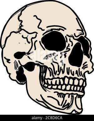 Crâne isolé sur blanc. Mertice, zombie. Secoueurs blancs. Illustration d'os vectoriel. Illustration de Vecteur