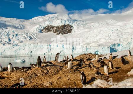 Une colonie de pingouins de Gentoo (Pygoscelis papouasie) au port de Neko, qui est une entrée de la péninsule antarctique sur la baie d'Andvord, située sur la côte ouest de Banque D'Images