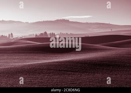 Palouse Landscape en novembre, Australie occidentale Banque D'Images