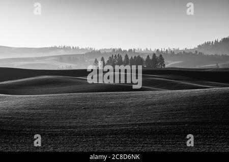 Palouse Landscape en novembre, Australie occidentale Banque D'Images