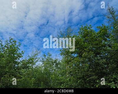 Les arbres ont des feuilles d'été vertes et un ciel bleu avec des nuages blancs Banque D'Images