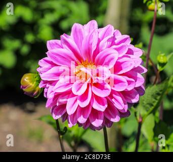 Gros plan sur une fleur rose pourpre d'un Dahlia nommé « Worton Superb » à la National Dahlia Collection, Penzance, Cornouailles, Angleterre Banque D'Images