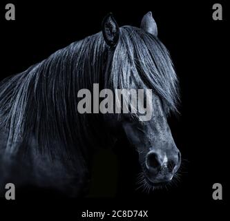 Cheval noir poney tête de l'étalon portrait équin Banque D'Images