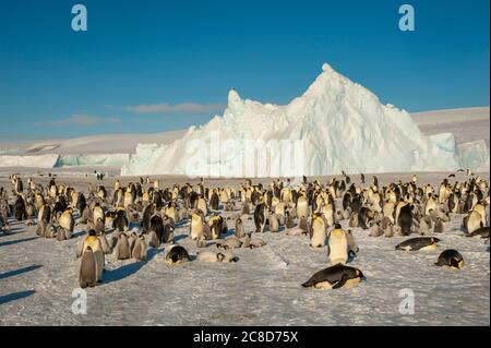 Vue d'une colonie de pingouins d'empereur (Aptenodytes forsteri) sur la glace de mer à l'île de Snow Hill dans la mer de Weddell en Antarctique. Banque D'Images