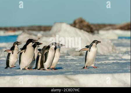 Un groupe de pingouins d'Adelie (Pygoscelis adeliae) sautant d'une banquise dans l'eau en face de l'île Paulet à la pointe de l'Antarctique Peninsul Banque D'Images