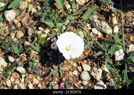 Bindweed, Acker-Winde, Liseron des champs, Convolvulus arvensis, apró szulák Banque D'Images