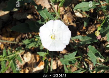 Bindweed, Acker-Winde, Liseron des champs, Convolvulus arvensis, apró szulák Banque D'Images