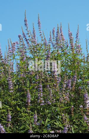 vitex, chastère, chastere, baume d'Abraham, chastétree lilas, poivre de moine, Mönchspfeffer, Keuschbaum, Vitex agnus-caste, barátcserje Banque D'Images