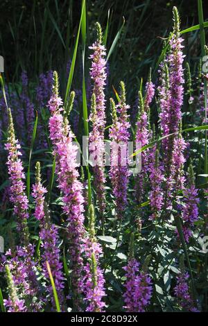 Purple Loosestrife, Spiked Loosestrife, Purple Lythrum, Gewöhnlicher Blutweiderich, Salicaire commune, Lythrum salicaria, réti füzény, Hongrie, Europe Banque D'Images