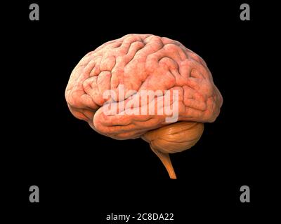 Anatomie humaine du cerveau 3D - structure anatomique du cerveau isolée, organe de tête, lobes, système nerveux, objet neurologique, puissance de l'activité humaine, partie du corps, br Banque D'Images