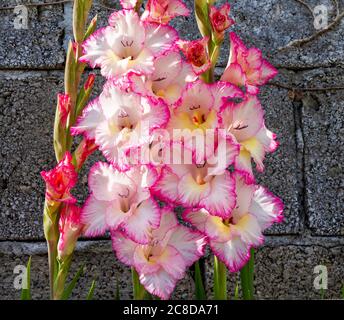 gladiolus priscilla en pleine fleur d'été Banque D'Images