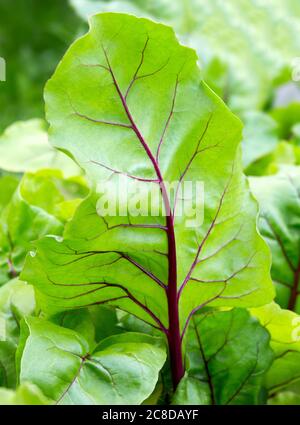 Feuilles de betterave. Feuilles de betterave; feuilles de betterave fraîches. Gros plan sur la culture de la betterave dans le jardin. Gros plan sur la lame. Banque D'Images