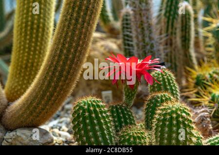 Cactus à fleurs TRICHOCEREUS MACROGONUS dans un jardin botanique Banque D'Images