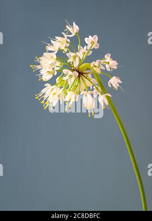 Tête de fleur d'oignon nouveau (Allium cernuum). Banque D'Images