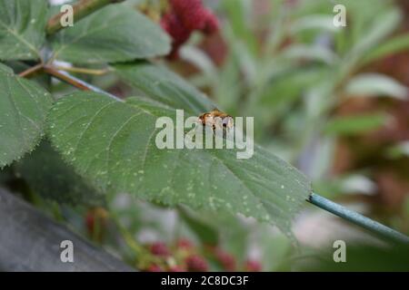 abeille sur la feuille de blackberry Banque D'Images