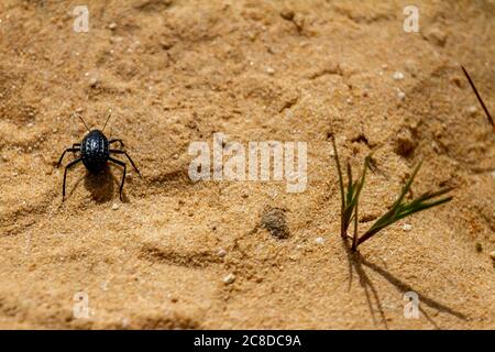 Image macro d'un Adesmia cancellata (coléoptère de dard piqué) qui passe devant une petite plantule d'une plante sauvage sur les sables désertiques de Dana Biosphere reser Banque D'Images