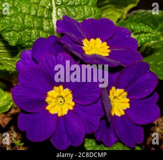 Gros plan d'un groupe de fleurs de Primrose. Ce sont des fleurs violettes vibrantes avec un motif jaune au centre. Banque D'Images