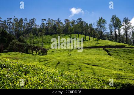 Beauté naturelle des jardins de thé rempli de collines de Munnar dans l'État du Kerala, Inde. Munnar est une célèbre station de colline et un lieu touristique dans l'État. Banque D'Images